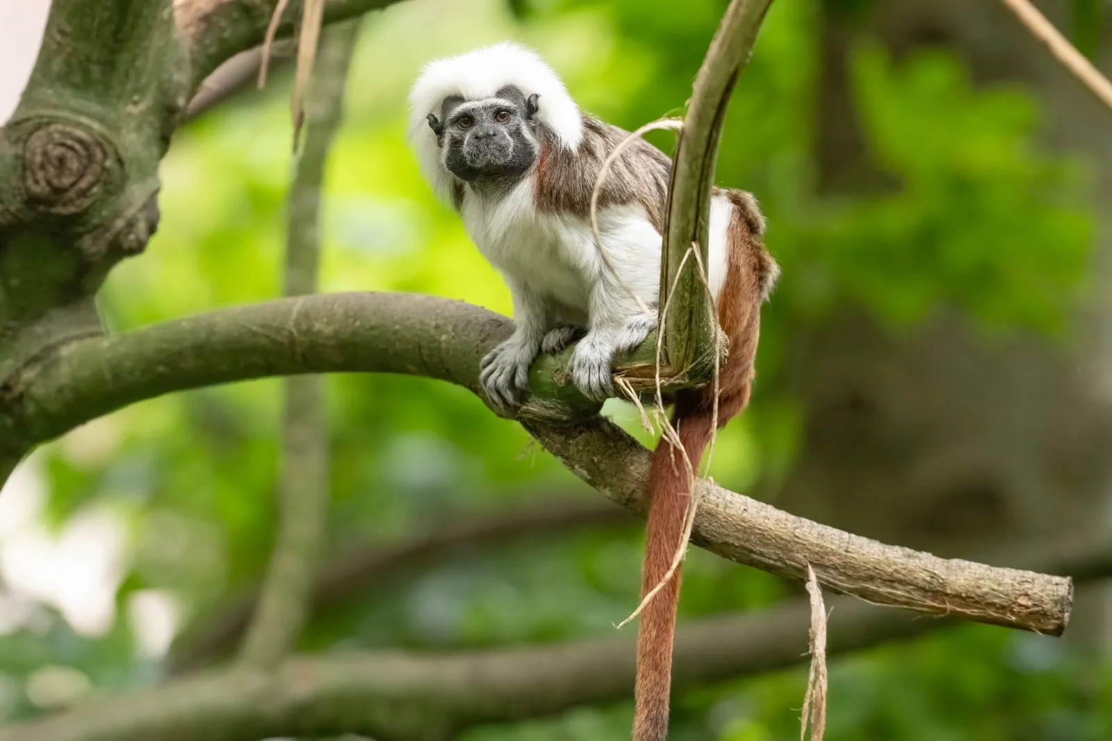 A cotton-top tamarin perched on a tree branch in a lush outdoor setting.